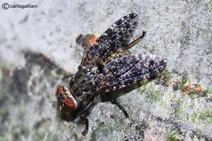 Platystoma sp. (Platystomidae).